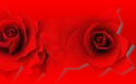 The Rose of New York Tango